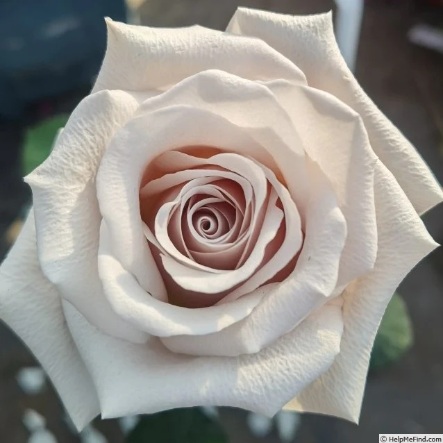 'Menta ®' rose photo
