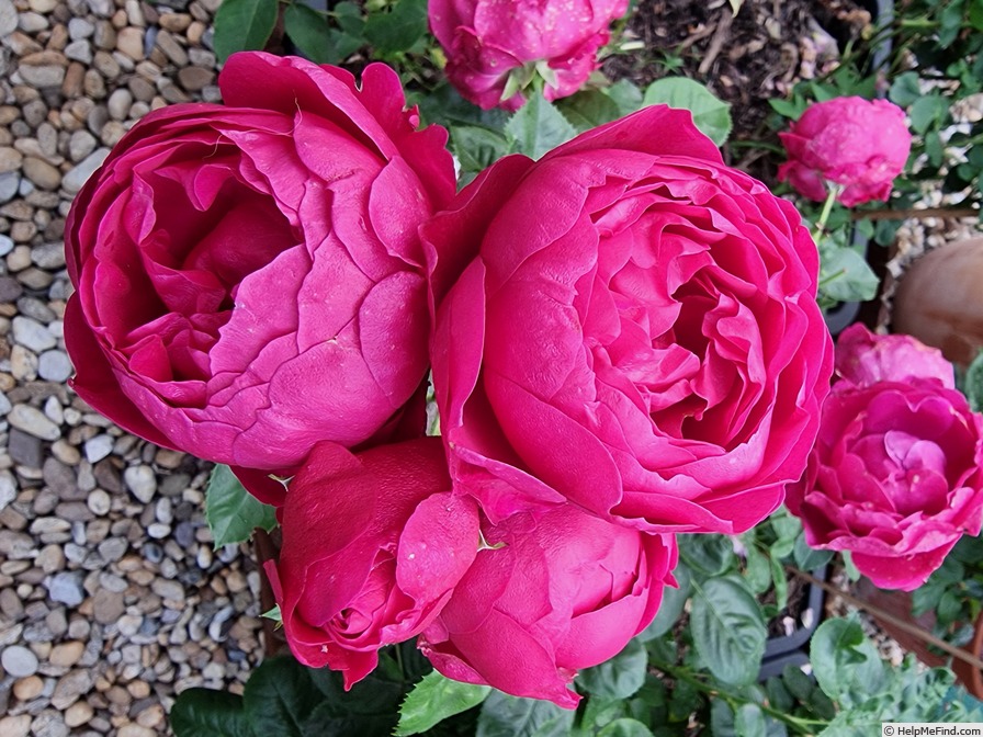 'Ascot (shrub, Evers 2007)' rose photo