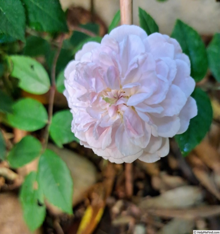 'Romantic Siluetta ®' rose photo