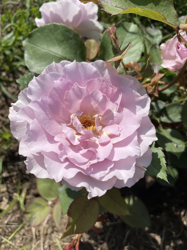 'Libellula' rose photo