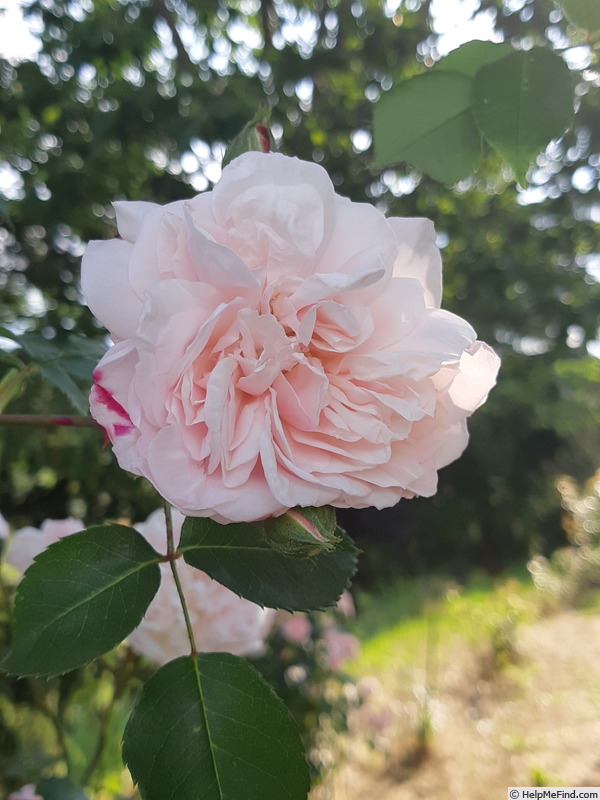 'Garisenda' rose photo