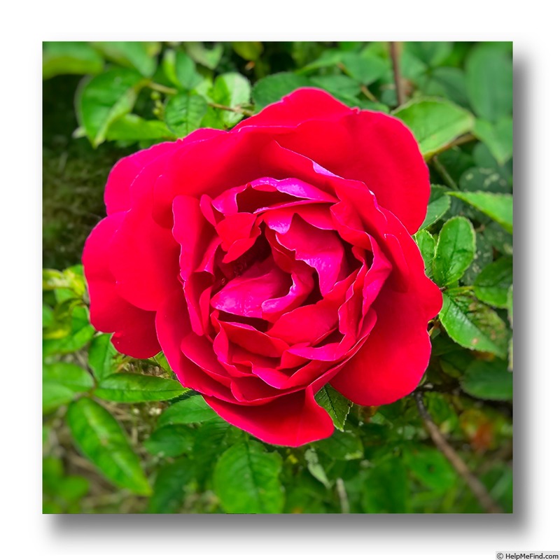 'Hunter' rose photo