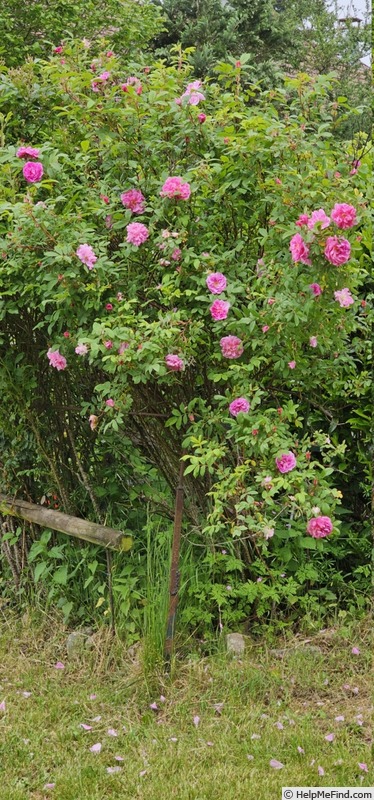 'Thérèse Bugnet (Rugosa, Bugnet, 1941)' rose photo