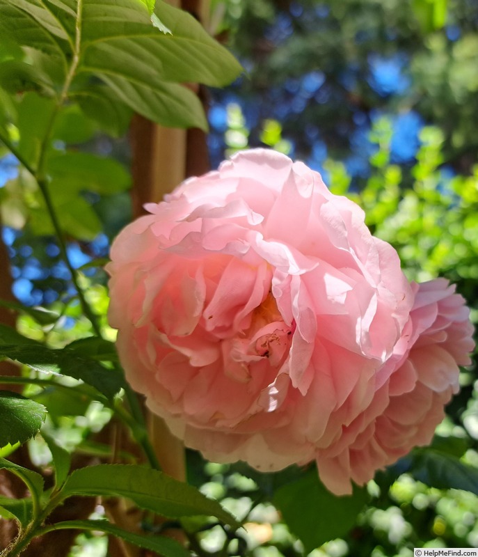 'Olivia Rose Austin ®' rose photo