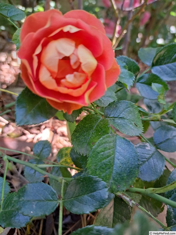 'Bee's Paradise ® Mango' rose photo