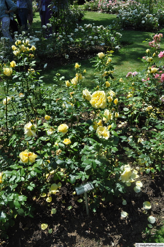 'Golden Oriole (shrub, Scarman)' rose photo