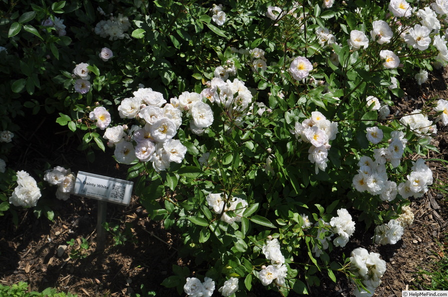 'Dainty White' rose photo