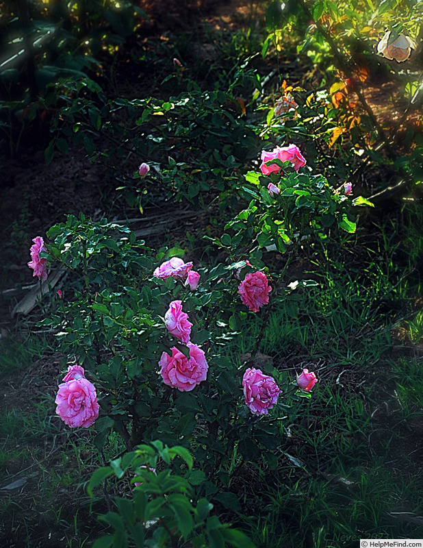 'Nathalie (Noisette, Vibert 1835)' rose photo