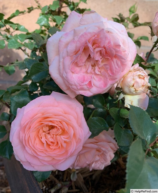 'Savannah Sunbelt ®' rose photo