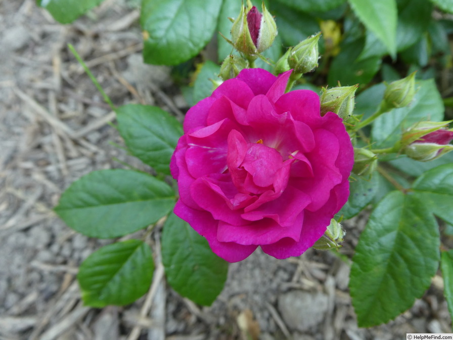 'Purple Siluetta ®' rose photo