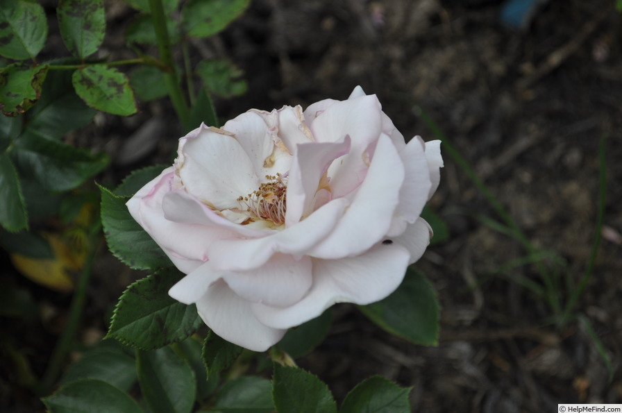 'Lenore's Song' rose photo