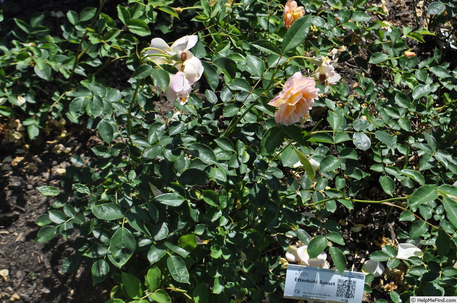 'Ettenbühl Sunset' rose photo