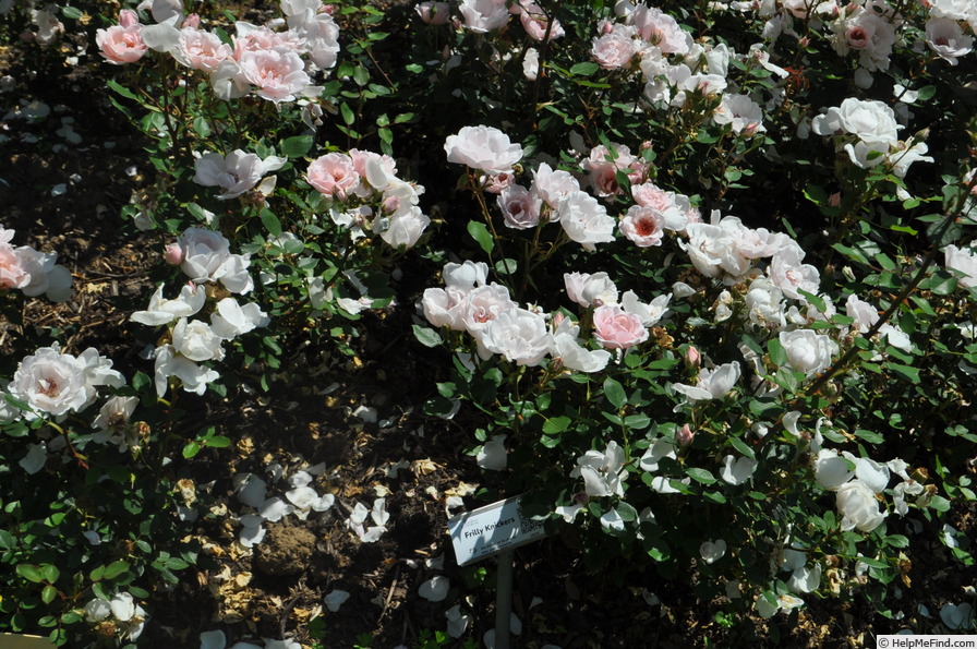 'Frilly Knickers (shrub Scarman)' rose photo