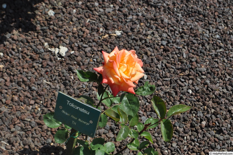 'Tokonatsu' rose photo