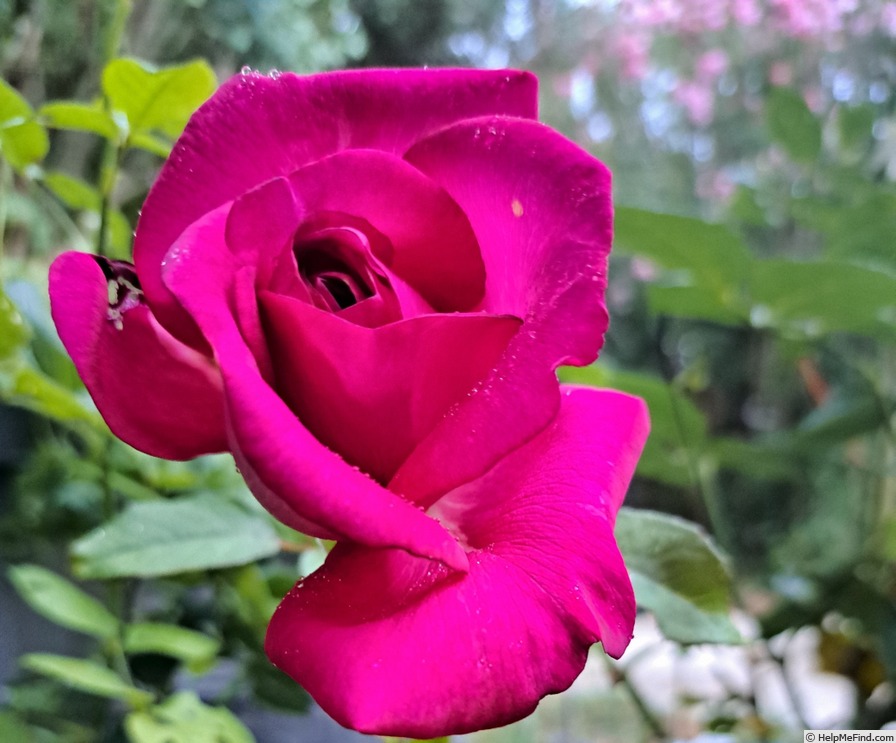 'Kazatchok ®' rose photo