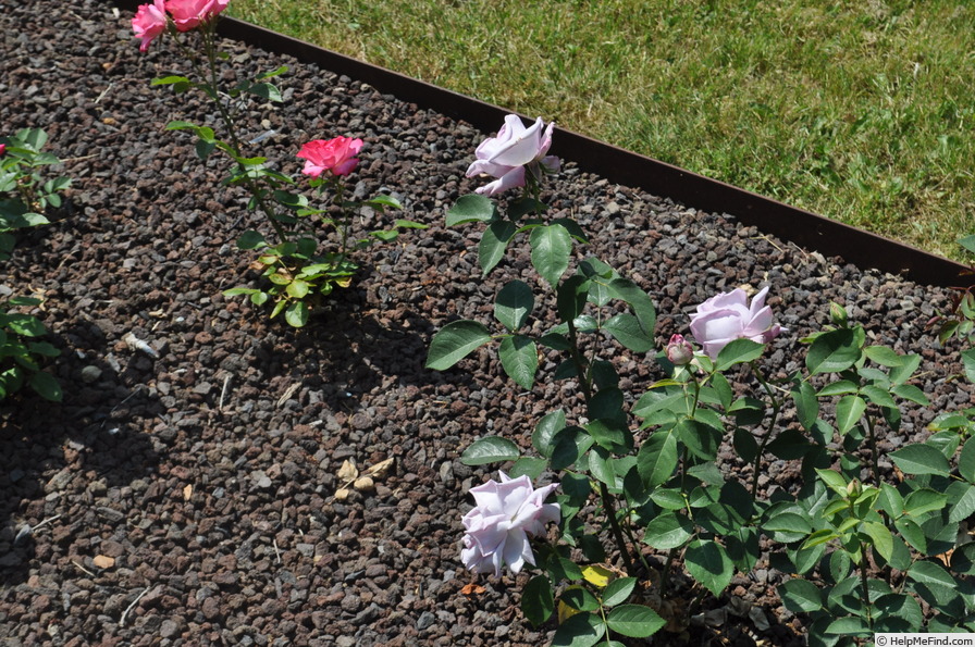 'Shikō' rose photo