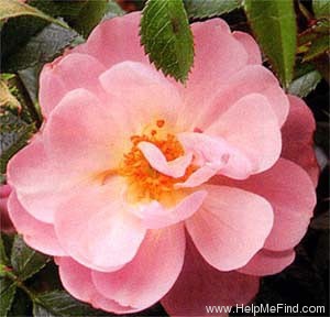 'Natchez Cover ®' rose photo