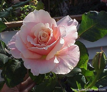 'Oyster Pearl' rose photo