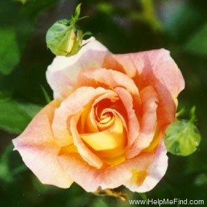 'Palmetto Sunrise' rose photo