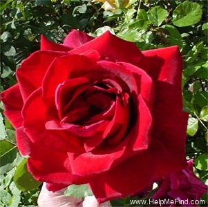 'Papa Meilland ® (Hybrid Tea, Meilland, 1963)' rose photo