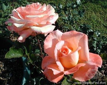 'Paul Shirville' rose photo