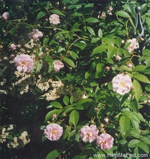 'Paul's Himalayan Musk Rambler' rose photo