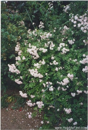 'Paul's Himalayan Musk Rambler' rose photo