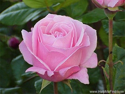 'Queen Elizabeth (Hybrid Tea, Lammerts before 1951)' rose photo
