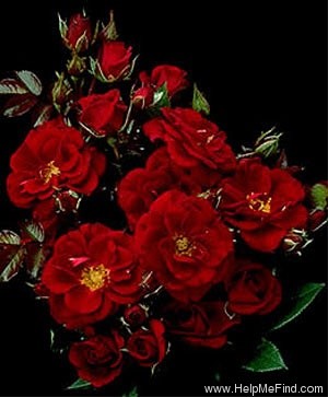 'Raven ™' rose photo