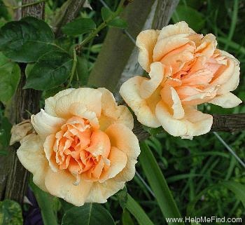 'Rêve d'Or' rose photo