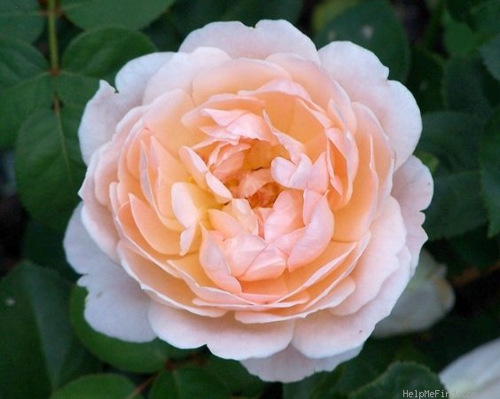 'Tamora (shrub, Austin, 1983)' rose photo