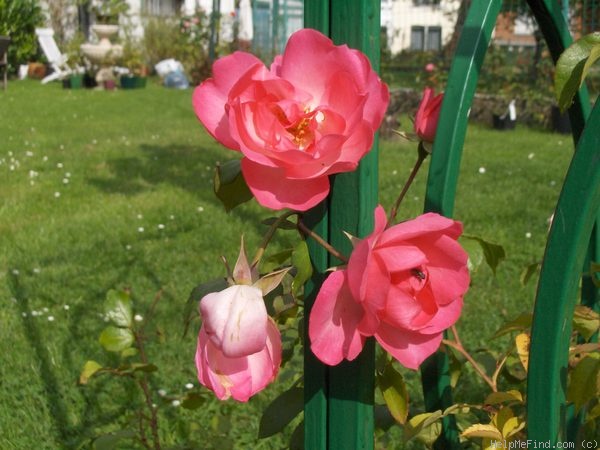 'Lawinia' rose photo