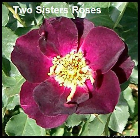 'Route 66' rose, click to enlarge 'Route 66' rose photo