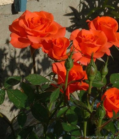 'Little Flame' rose photo