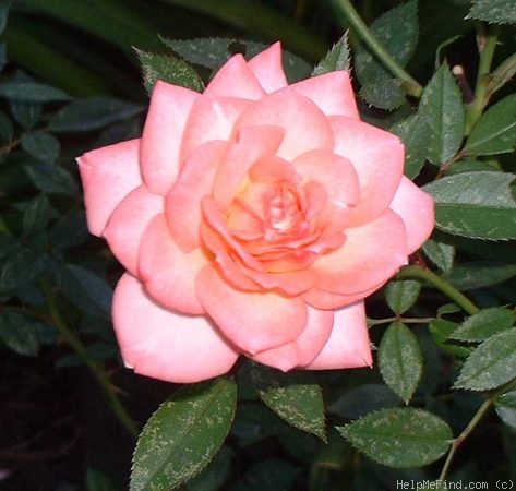 'Pink Petticoat (miniature, Strawn, 1979)' rose photo