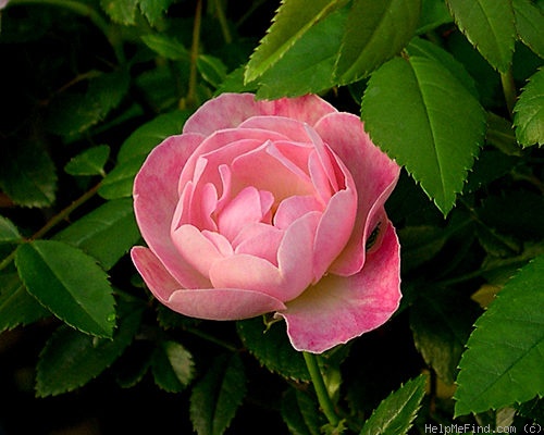 'Pink Koster' rose photo