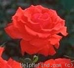 'Red Ribbon ™ (miniature, Williams 1997)' rose photo