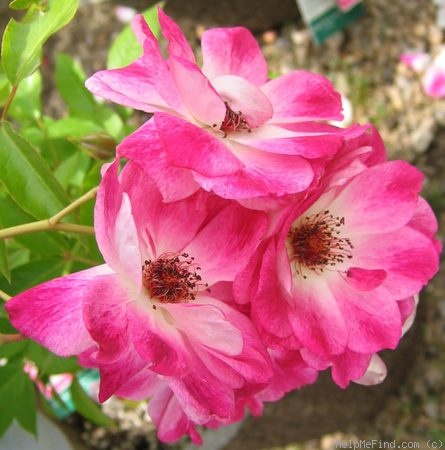 'Brilliant Pink Iceberg' rose photo