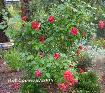 'Hot Cocoa ™ (Floribunda, Carruth 2001)' rose photo