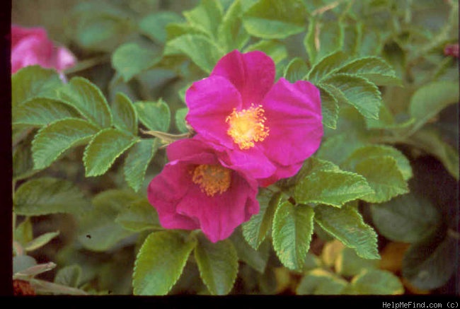 'Neutron' rose photo