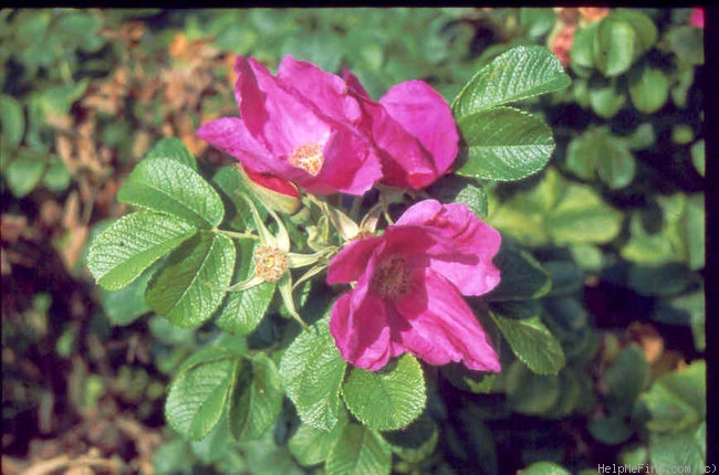 'Neutron' rose photo