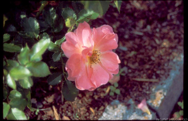 'Frøy' rose photo