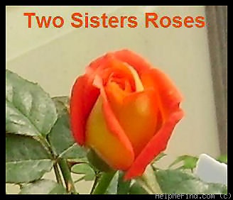 'Tulsa Town' rose photo