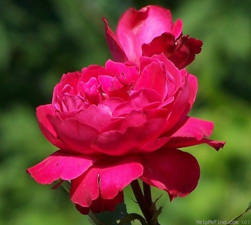 'Alexander MacKenzie' rose photo