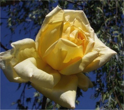 'Spek's Yellow' rose photo
