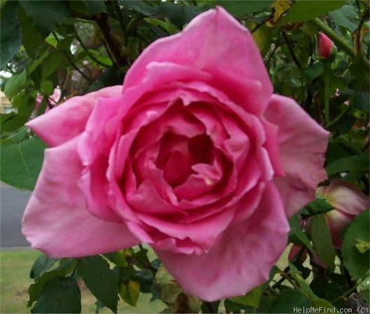 'Eiffel Tower' rose photo