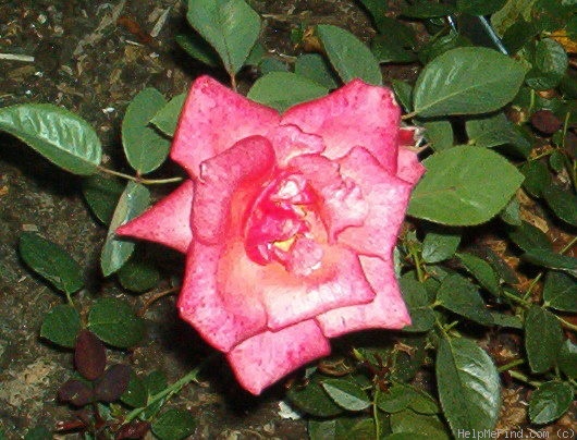 'Frontier Twirl' rose photo