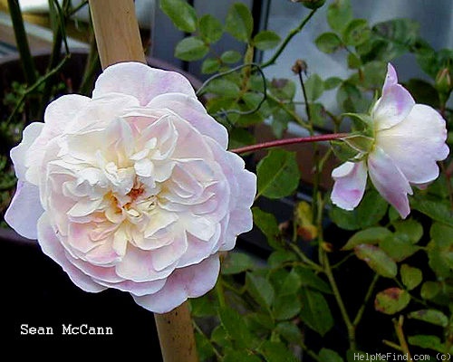 'Isabella Cara' rose photo