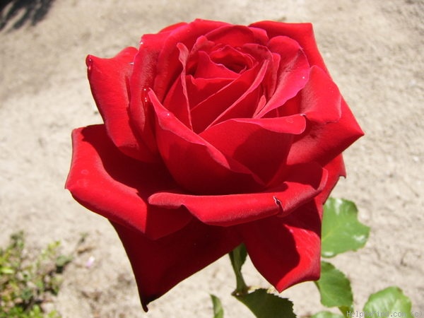 'Messire Delbard' rose photo