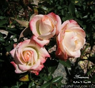 'Arcanum' rose photo